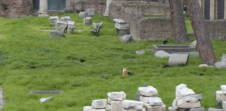 Кошки в Торре Аргентина