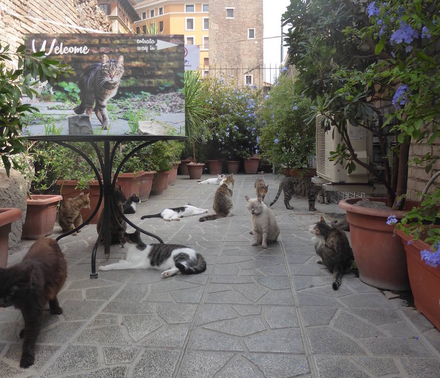 Кошки в Риме