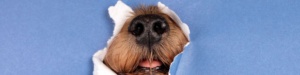 dognose_obl (1) Нос собаки