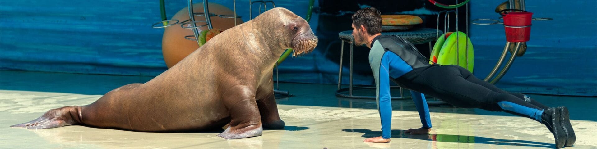 Анапа, Немо